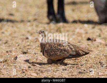 Female Black-Bellied Sandgrouse (Pterocles orientalis) in desert goat pen on the island of Fuerteventura Canary Islands. Stock Photo