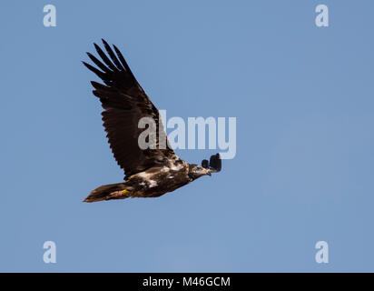 Juvenile Egyptian Vulture (Neophron percnopterus) in flight over the Island of Fuerteventura with a blue sky in the background. Stock Photo