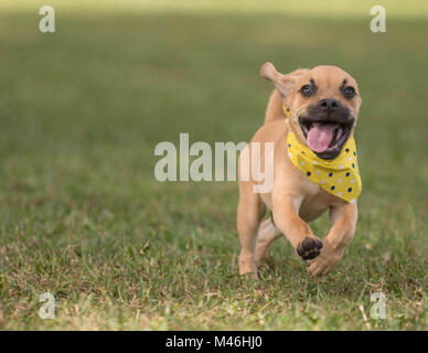 Adorable puppy running on grass toward camera wearing polka dot bandana Stock Photo