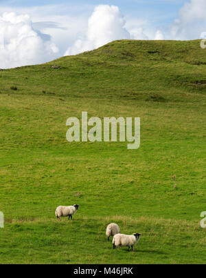 Sheep grazing in the green grasslands of a mountain Stock Photo - Alamy