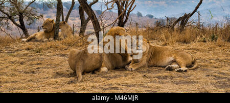 Lion Family Relaxing in Midday Heat Stock Photo