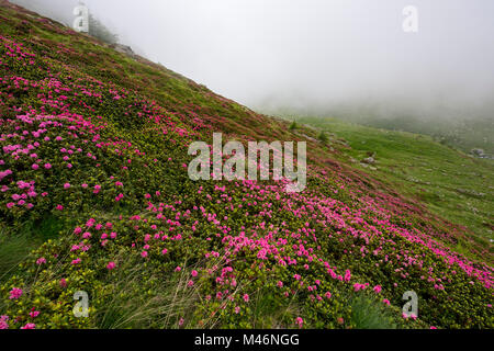 Villaretto, Chisone valley, Turin Province, Piedmont, Italy. Rhododendrons bloom near the Selleries Refuge. Stock Photo