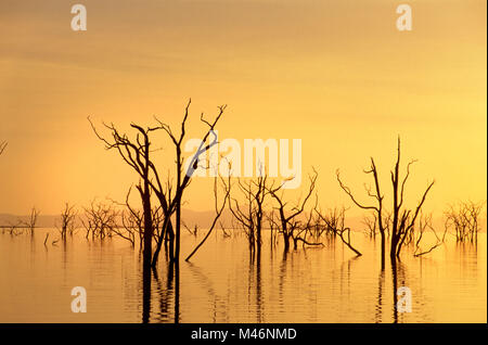 Zimbabwe. Lake Kariba. Dead trees in the lake. Stock Photo