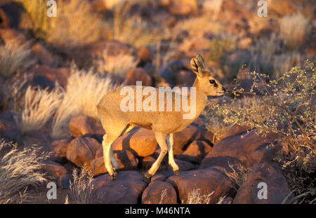 Namibia. Kalahari desert. Near Keetmanshoop. Klipspringer (Oreotragus oreotragus). Stock Photo