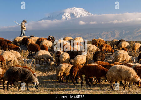 Sheep herder with the Mount Ararat on the background in Dogubeyazit, Turkey Stock Photo