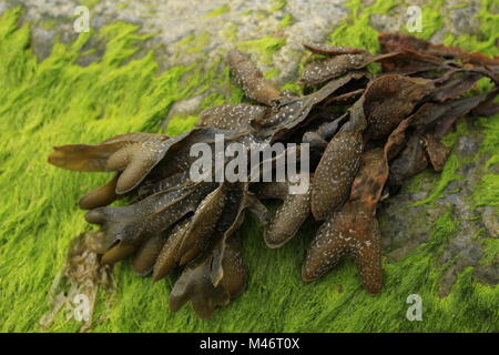 Bladder Wrack Seaweed at low tide on the rocks Norkolk coast east of England, the North Sea, close up of bladderwrack seaweed Stock Photo