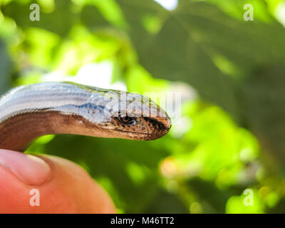 Veretenitsa fragile. a Legless lizard a Reptile Stock Photo