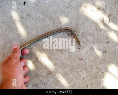 Veretenitsa fragile. a Legless lizard a Reptile Stock Photo