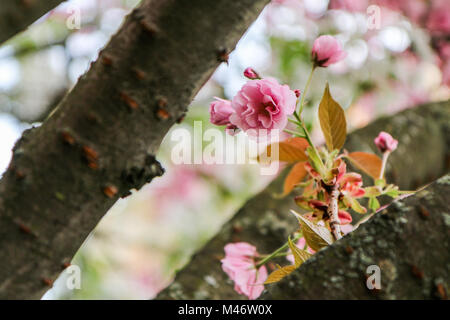A detail picture of a nice spring cherry blossom on a tree. Stock Photo