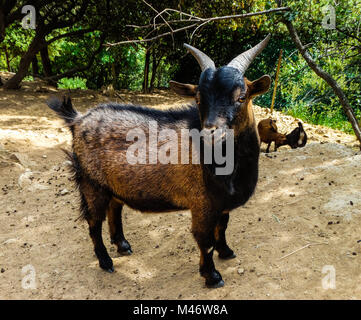 African pygmy goat Stock Photo