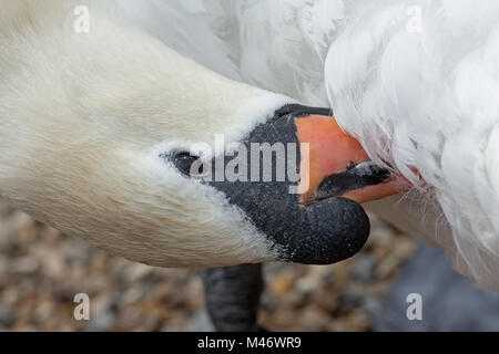 Mute Swan (Cygnus olor). Preening. Lamellae along rims of mandibles of beak combing out detritus from amongst down feathers under the tail. Stock Photo