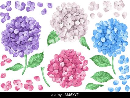 Set collection of Lilac hydrangea flowers, leaves, petals isolated on white background. Watercolor style. Editable elements. Stock Vector
