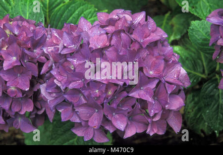 Hydrangea macrophylla 'Aubergine' flowerhead. Stock Photo