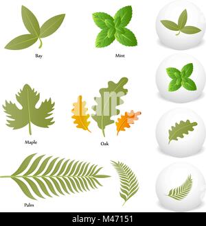 An image of Mint Oak Maple Bay Palm Leaf icon drawing Set. Stock Vector