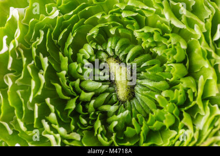 Persian buttercup. lace with many petals. Close-up green ranunculus flowers light background. Wallpaper