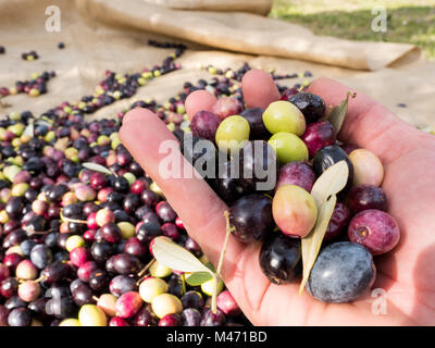 Man holding ripe organic olives in hand at plantation close up Stock Photo