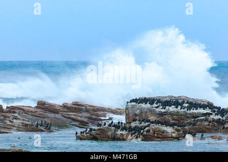 Where Atlantic and Indian oceans meet, jackass penguins, seagulls and seaweed enjoy - Boulders Beach, False Bay, Simon's Town, Cape Town, South Africa Stock Photo