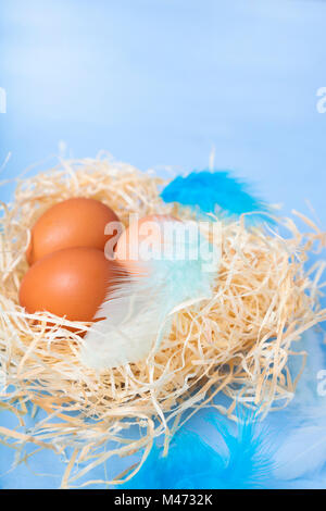 Easter eggs in nest on blue wooden background. Easter still life with nest, feathers and eggs. Stock Photo