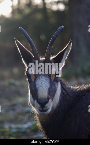 Portrait of a chamois back-lit by the morning sun Stock Photo
