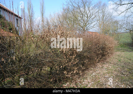 Carpinus betulus, Hornbeam, hedge bevor cutting Stock Photo