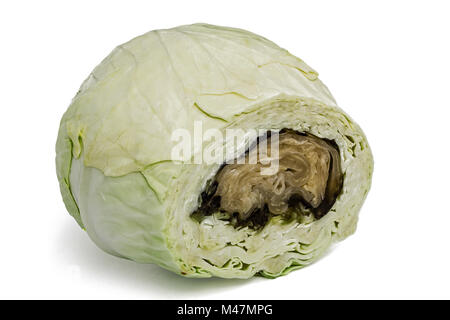 Spoiled rotten cabbage, isolated on white background Stock Photo