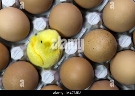 toy chicken in shell of egg between eggs in packing Stock Photo