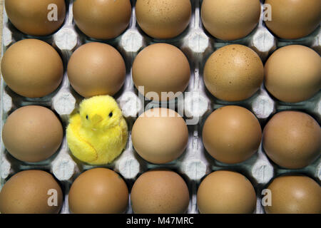 toy chicken in shell of egg between eggs in packing Stock Photo
