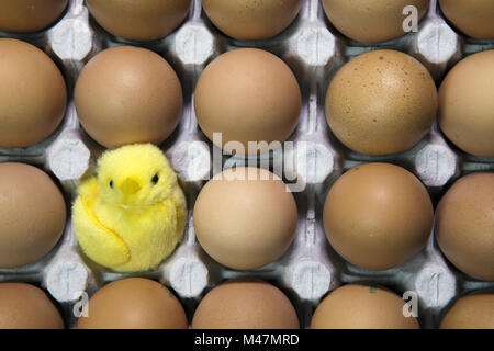 toy chicken in shell of egg between eggs in packing Stock Photo