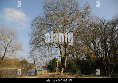 Platanus acerifolia, Plane tree, large old tree Stock Photo