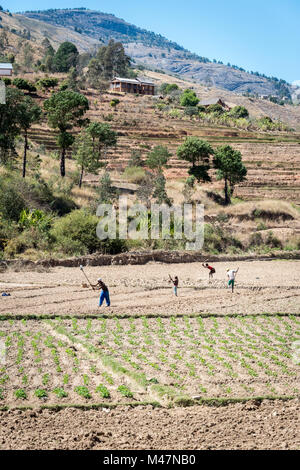 Farm Workers Tilling Fields by Hand, Southern Madagascar Stock Photo