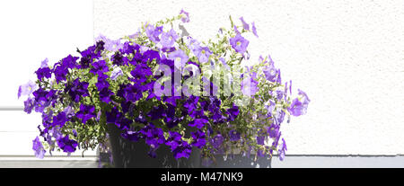 Purple petunias at the height of their glory in springtime. Stock Photo