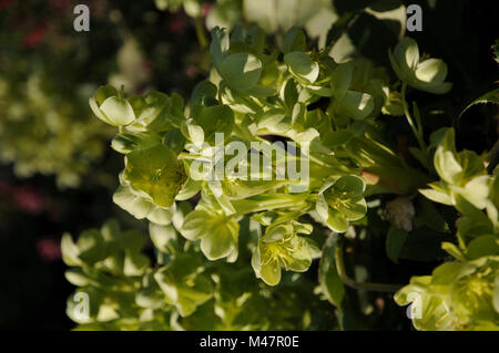 Helleborus lividus ssp. corsicus, Holly-leaved hellebore Stock Photo