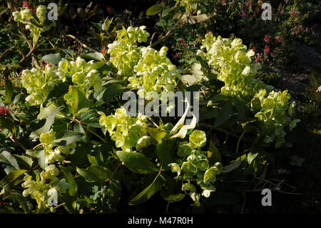 Helleborus lividus ssp. corsicus, Holly-leaved hellebore Stock Photo