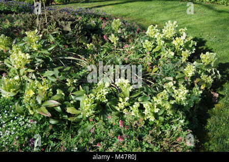 Helleborus lividus ssp. corsicus, Holly-leaved hellebore Stock Photo