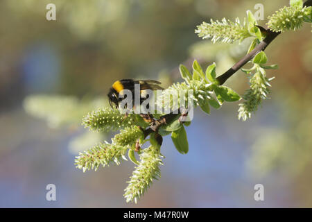 Salix aurita, Ear willow, female flowers with bumblebee Stock Photo