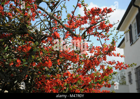 Chaenomeles japonica, Japanese flowering quince Stock Photo