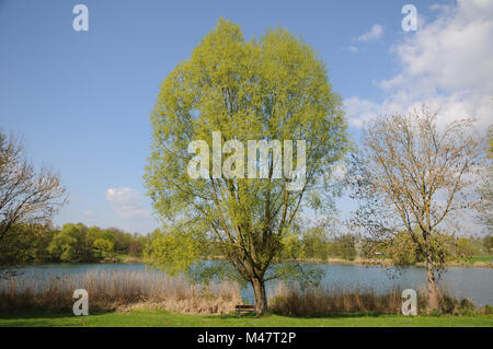 Salix alba, Silver willow, flowering male tree Stock Photo