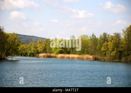 Salix alba, Silver willow, flowering male tree Stock Photo