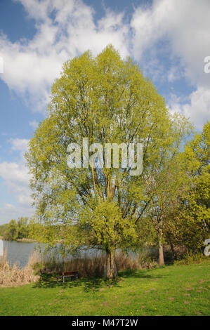 Salix alba, Silver willow, flowering male tree Stock Photo