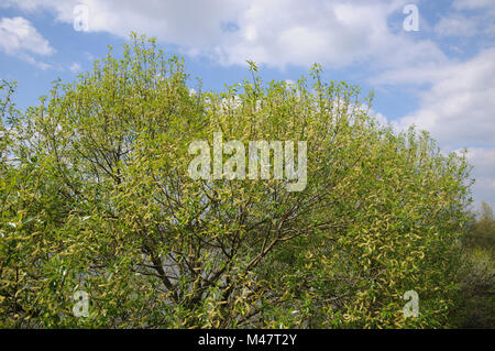 Salix alba, Silver willow, male flowering tree Stock Photo