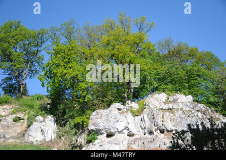 Quercus robur, German oak, young shoots, flowers Stock Photo