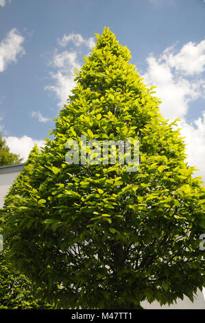 Carpinus betulus, Hornbeam, Formschnitt, topiary Stock Photo
