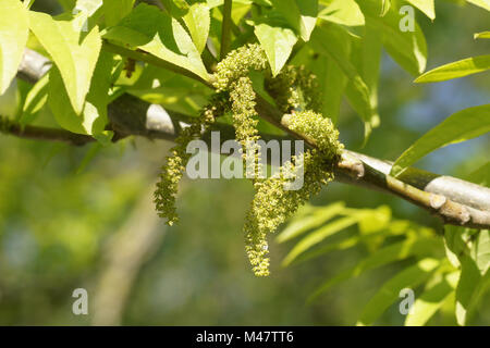 Pterocarya fraxinifolia, Caucasian wingnut, male flowers Stock Photo