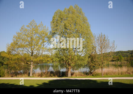 Salix alba, Silver willow, male flowering tree Stock Photo