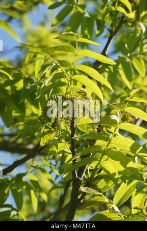 Pterocarya fraxinifolia, Caucasian wingnut, female and male flowers Stock Photo