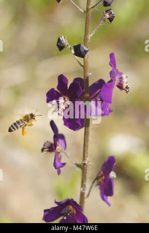 Verbascum phoeniceum, Purple mullein, with bee Stock Photo