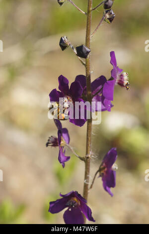 Verbascum phoeniceum, Purple mullein, with bee Stock Photo