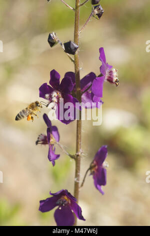 Verbascum phoeniceum, Purple mullein, with bee Stock Photo