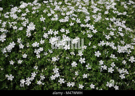 Geranium sanguineum Album, White bloody cranesbill Stock Photo