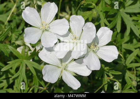 Geranium sanguineum Album, White bloody cranesbill Stock Photo